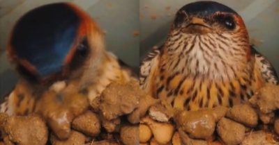 Video: Chú chim chăm chỉ thiết kế mái ấm cho mình