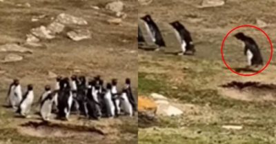 Video: Hai đàn chim cánh cụt dừng lại “chào hỏi” nhau