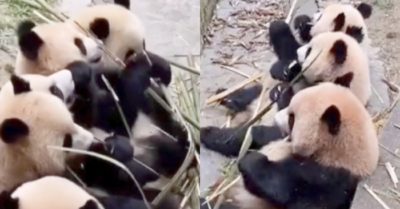 Video: 4 chú gấu trúc thưởng thức bữa ăn ngon lành cùng nhau