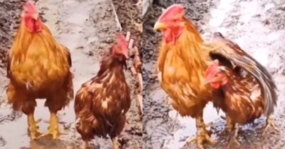 Video: Chú gà trống dang cánh che cho gà mái khi trời mưa