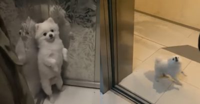 Video: Cún cưng chờ thang máy mở cửa rồi mới dám sủa
