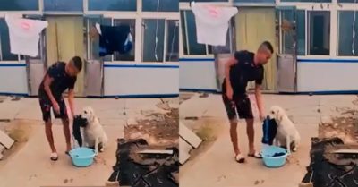 Video: Chó cưng thông minh phụ ông chủ phơi quần áo