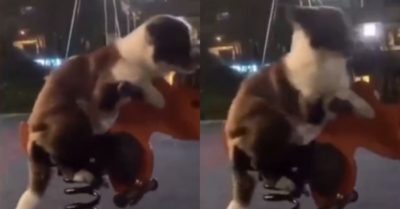 Video: Cún cưng thích thú chơi cưỡi ngựa nhún