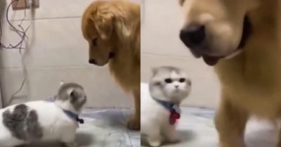 Video: Mèo muốn trêu ghẹo chó nhưng chân ngắn quá và cái kết