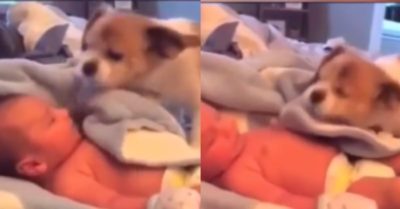 Video: Cún con dùng mũi ủi mền đắp cho em bé