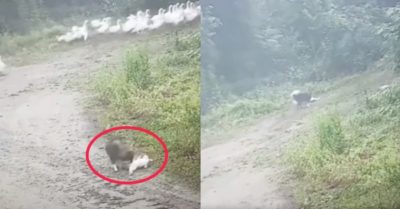 Video: Chú vịt giả ch.ết khiến chó cưng ngơ ngác