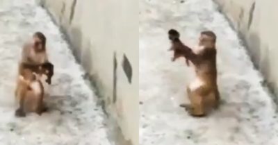 Video: Khỉ mẹ choáng váng sau khi bế con chơi xoay người