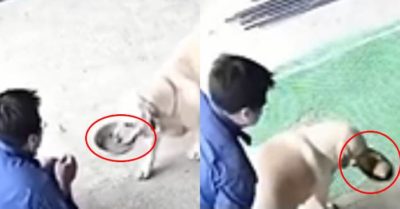 Video: Chú chó thấy khách đến nhà là lại mang tô ra xin ăn