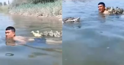 Video: Đàn vịt con nhận nhầm nam thanh niên là mẹ