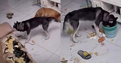 Video: Chú chó cắn tan hoang nhà cửa rồi ra vẻ tội nghiệp