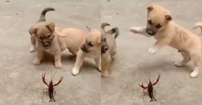 Video: 2 chú cún con và tôm nhảy cùng nhau