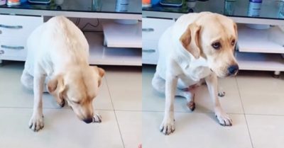 Video: Phản ứng hài hước của chú chó thông minh khi bị chủ trêu đùa