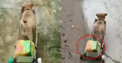 Video: Cún cưng ship mì tôm cho ông chủ gây bão MXH