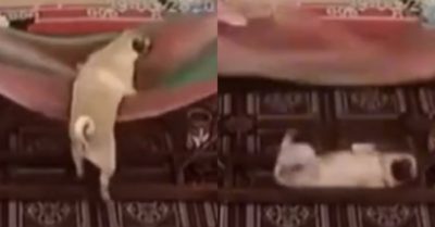 Video: Cún mặt xệ loay hoay tìm cách trèo lên võng và cái kết