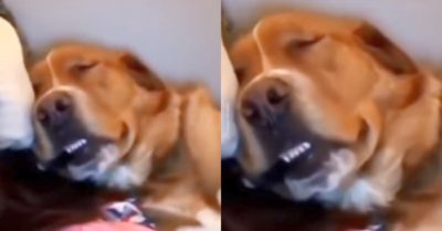Video: Chó cưng nhe răng ngủ ngáy pho pho