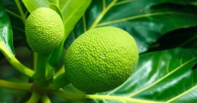 11 tác dụng của quả sa kê đối với sức khỏe con người