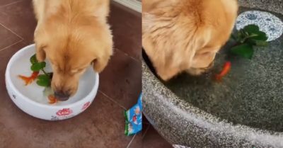 Video: Chó cưng gâu đần bắt cá từ chậu nhỏ bỏ sang chậu lớn