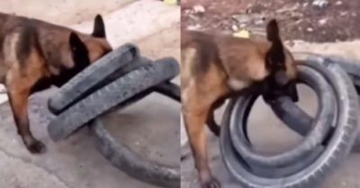 Video: Chú chó cưng thông minh nghĩ cách chuyển hàng gấp đôi cô chủ