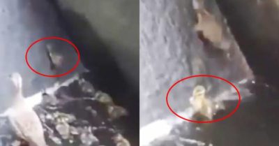 Video: Đàn vịt con kiên trì vượt thác nước theo mẹ