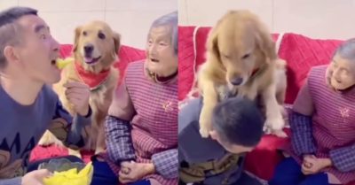 Video: Chó cưng Golden nổi giận vì ông chủ ăn mất phần của bà lão