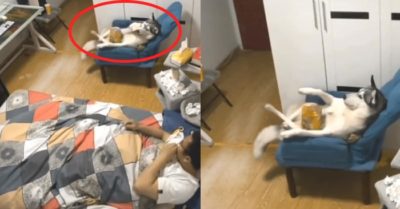 Video: Chó cưng nằm thảnh thơi ăn bánh khiến dân mạng sửng sốt