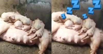 Video: Trời mưa chuồng ướt heo mẹ để con nằm lên người ngủ