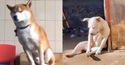 Video: Những khoảnh khắc đáng yêu khi thú cưng ngủ gật