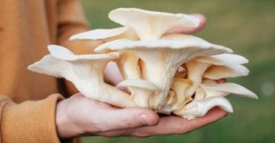 5 điều cần lưu ý khi sử dụng nấm bào ngư để tránh gây hại cho sức khỏe