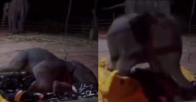 Video: Chú voi con sợ ma đang ngủ bật dậy chạy lại mẹ
