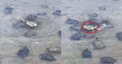 Video: Hàng xóm xúm lại cùng nhau giúp đỡ con rùa bị lật ngửa