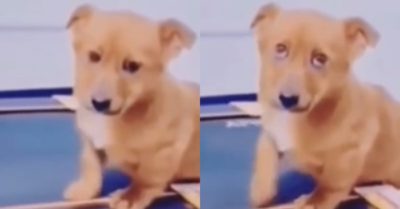 Video: Biểu cảm đáng yêu của cún khi bị bắt tập thể dục