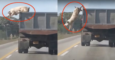 Video: Chú heo cố gắng nhảy khỏi xe tải để trốn thoát