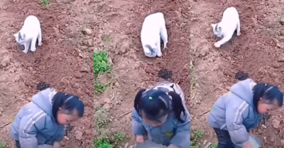 Video: Mèo cưng cùng cô chủ nhỏ làm vườn