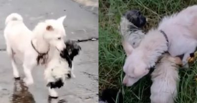 Video: Chó mẹ nhảy xuống dòng nước lũ cứu con gây xúc động lòng người