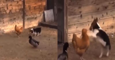 Video: Tình bạn thân thiết của bộ ba cún, gà và vịt