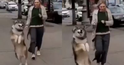 Video: Ngáo ngơ nghịch ngợm nhảy lò cò bằng 2 chân đi dạo phố