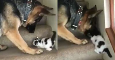 Video: Cảm động cảnh chú chó giúp mèo con leo cầu thang