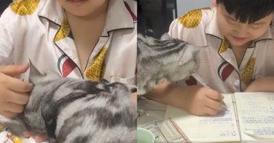 Video: Mèo diễn trò nũng nịu khi cậu chủ học bài