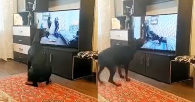 Video: Chó cưng thông minh tập theo động tác trên tivi