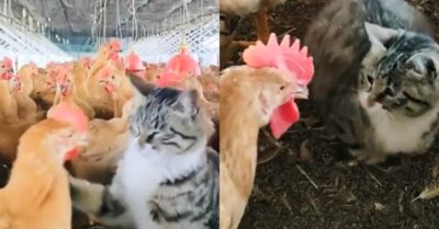 Video: Chú mèo chăn gà tính nóng như kem