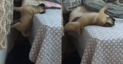 Video: Pha trèo lên giường khó đỡ của cún