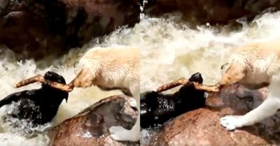 Video: Chú chó nhanh trí cứu bạn khỏi bị nước cuốn trôi