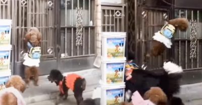 Video: Những chú chó vội vàng mở cổng như sợ muộn giờ học