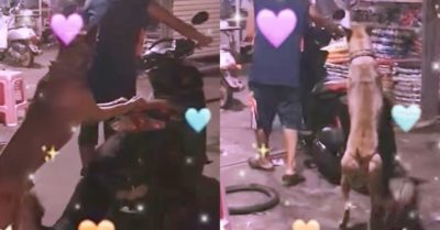 Video: Hai chú chó phụ giúp chủ nhân đẩy xe vào tiệm sửa xe