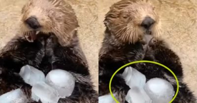 Video: Rái cá nhai đá lạnh rôm rốp, ăn ngon lành