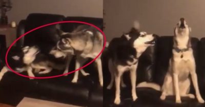 Video: Hai chú chó ‘đại ngáo’ tranh luận mãi không thôi