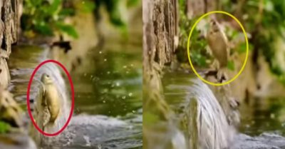 Video: Chú cá mạnh mẽ búng mình ngược dòng nước chảy để lấy thức ăn