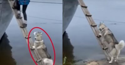 Video: Chó ngáo husky dũng cảm lên thuyền bằng cầu gỗ dốc đứng