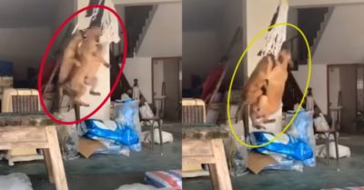Video: Ba chú chó nghịch ngợm cùng chơi đu dây