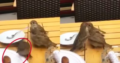 Video: Chim mẹ lấy thức ăn trên bàn ở quán ăn mớm cho con